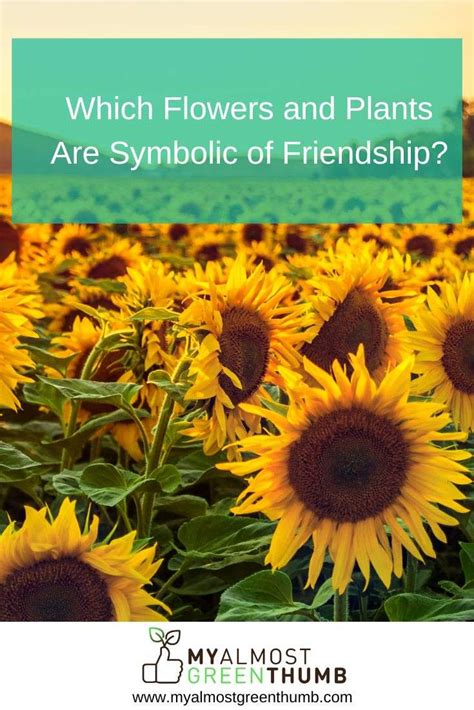 Which Flowers and Plants Are Symbolic of Friendship? - My Almost Green Thumb