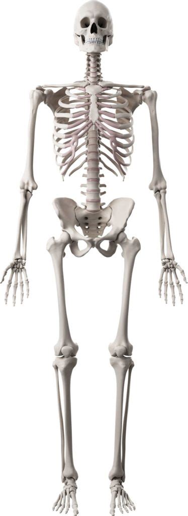 Building Strong Bones Your Health