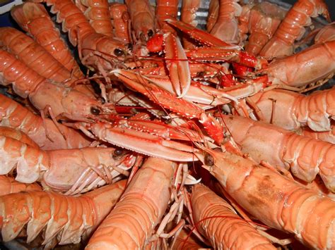 80 Free Crawfish And Crayfish Images Pixabay