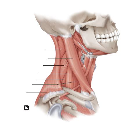 Lateral View Of Superficial Neck Muscles Diagram Quizlet