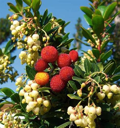 Arbutus Unedo Medronheiro Rvore Morango Ervedeiro Rvodo