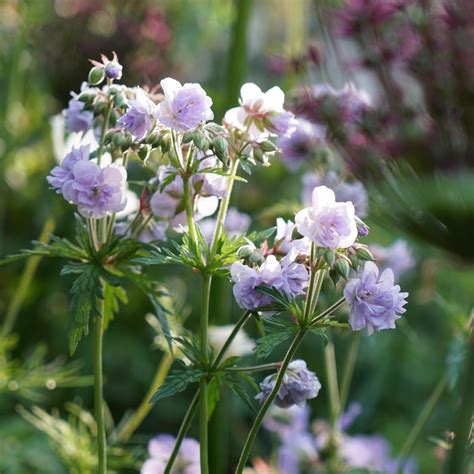 Geranium Pratense Cloud Nine Cranesbill Perennial Hardy Plant 9cm