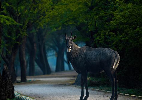 Blue Bull Photograph by Mayank - Fine Art America