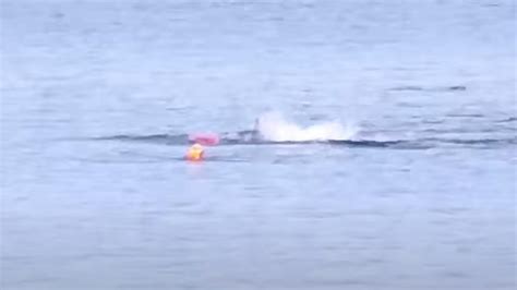 Insane Video Shows Great White Shark Attacking Kayak It Flipped Over