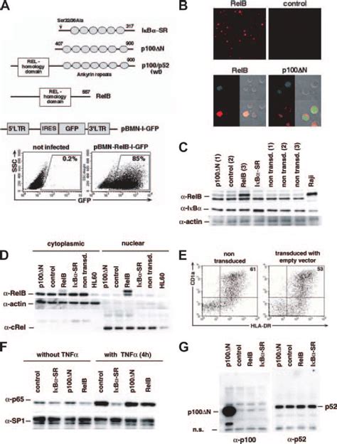 Retroviral Gene Transduction Cd Cells Or U Cells Were Transduced