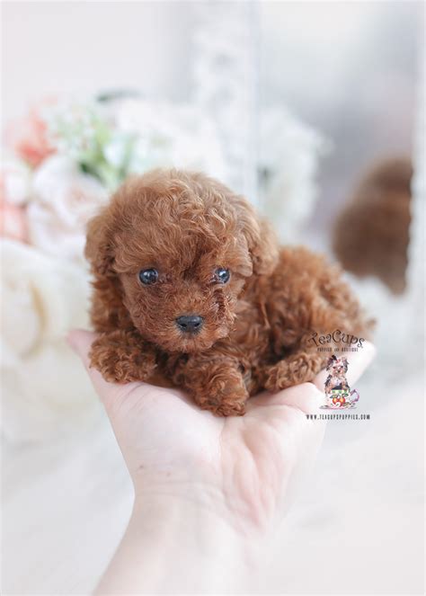 Teacup Poodle #142 | Teacup Puppies & Boutique