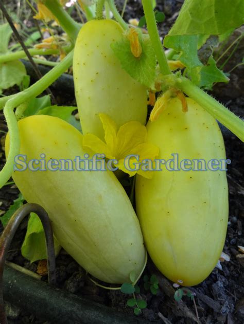 The Scientific Gardener Salt And Pepper Cucumber