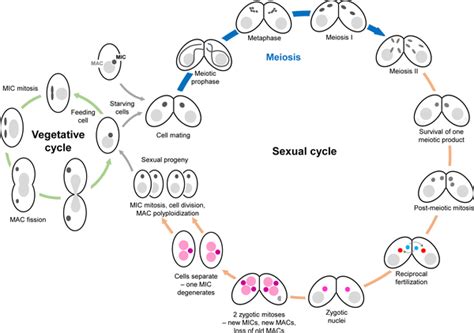 Frontiers Exploring The Histone Acetylation Cycle In The, 40% OFF