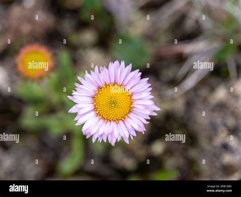 Subalpine Fleabane Hi Res Stock Photography And Images Alamy