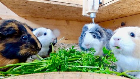 Guinea Pigs Eating Parsley Guinea Pig Chewing Asmr Youtube