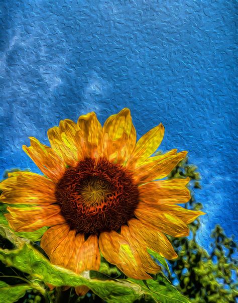 Sunflower Digital Art By Andre Faubert