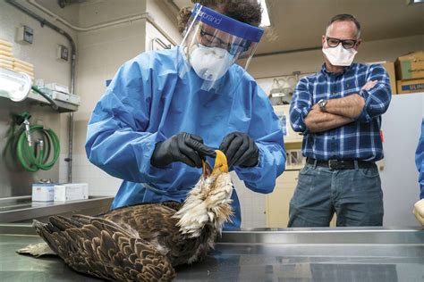 Avian Flu Dec Urges Public To Report Suspected Cases Adirondack Explorer