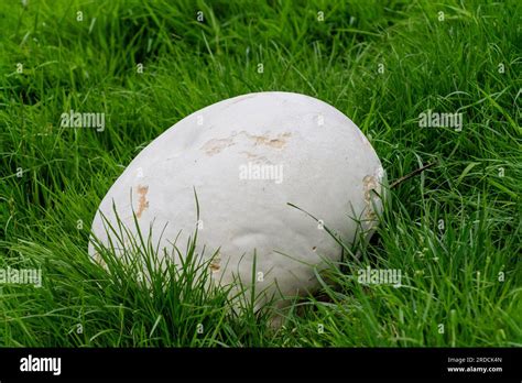 Hongo De Puffball Gigante Calvatia Gigantea O Hongo De Puffball Gigante