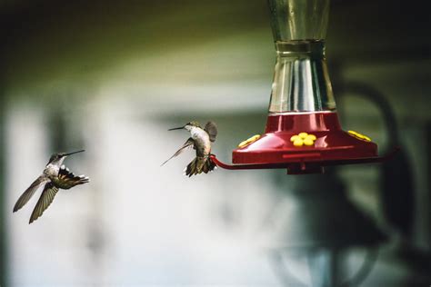 Focus Photography of Flying Hummingbird · Free Stock Photo