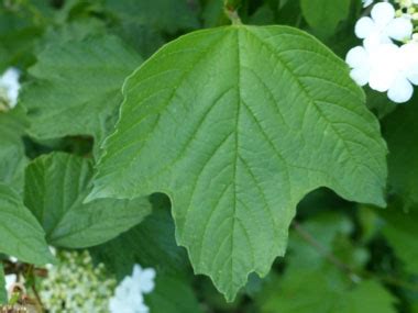 Highbush Cranberry Identification Leaves Bark Habitat Viburnum