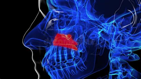 Human Skeleton Inferior Nasal Concha Anatomy 3D Rendering Stock Video ...