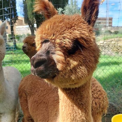 Difference Between Alpaca And Llama Alpaca Farming Cute Alpaca