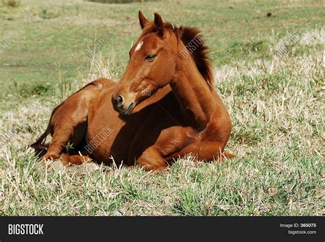 Sitting Horse Image & Photo | Bigstock