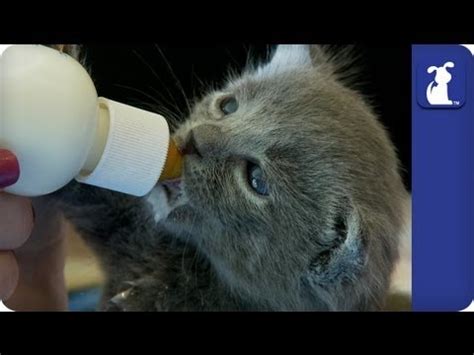 How To Bottle Feed Kittens Youtube