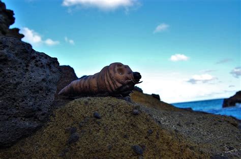 Jessy On Instagram Showa Saturday Mothra Enjoying The Scenery On