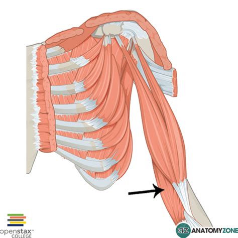 Brachialis • Muscular Musculoskeletal • Anatomyzone