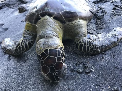 Green Sea Turtle In May By Marinaleitemarques Tartaruga Capturada