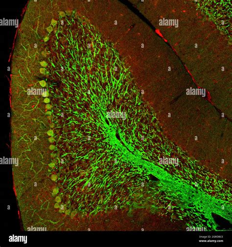 Cerebellar Folium From A Section Of Mouse Brain Labelled With