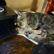 Greentea Nude OnlyFans Leaks Fapopedia