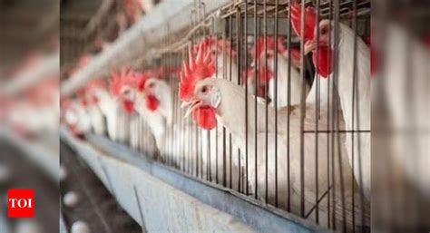 Bird Flu Odisha Govt Orders Culling Of Chicken In 4 Villages In Puri