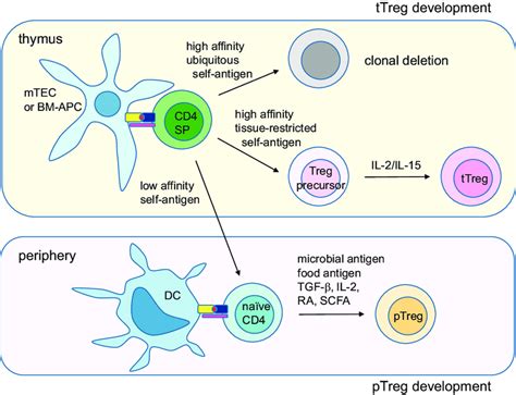 Thymus T Cell Development