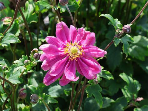 Japan Herbst Anemone Bressingham Glow Anemone Japonica Bressingham