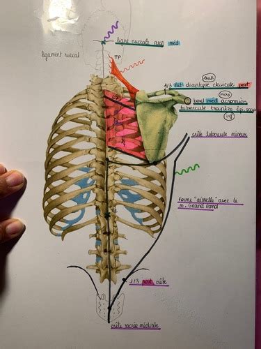 Myologie Thorax Flashcards Quizlet