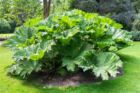 These 15 Gargantuan Plants With Huge Leaves Will Make A Statement In