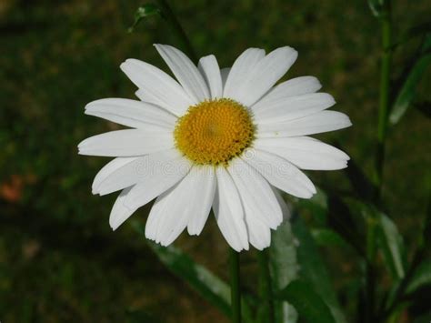 Daisy Flower stock photo. Image of natural, colors, details - 130763432