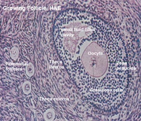 Zona Pellucida Histology