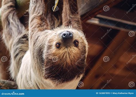 Sloth hanging upside down stock image. Image of awake - 163887895