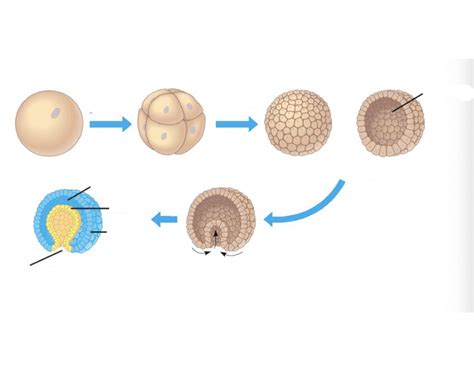 Formation of Gastrula Quiz