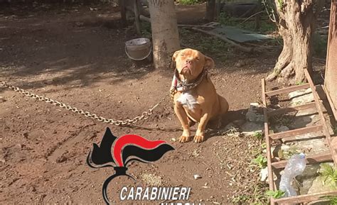 Pitbull Legato Con Una Catena Tra Rifiuti E Carcasse Di Auto