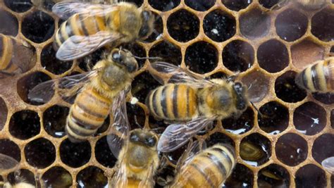Save the bees! Lawmakers join the battle to save pollinators