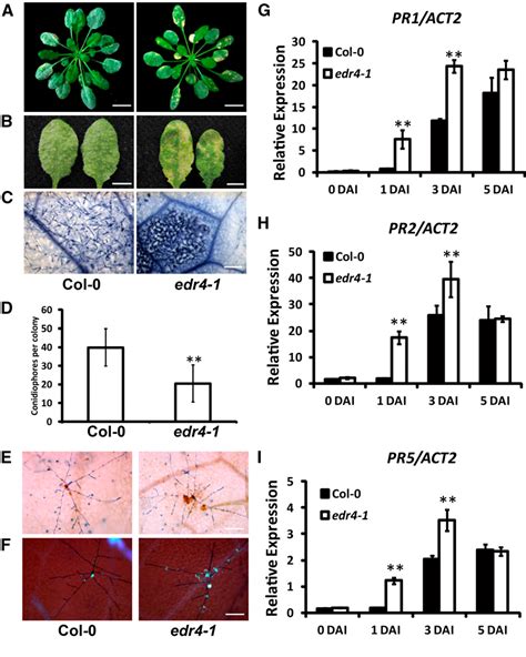 Figure From Enhanced Disease Resistance Associates With Clathrin