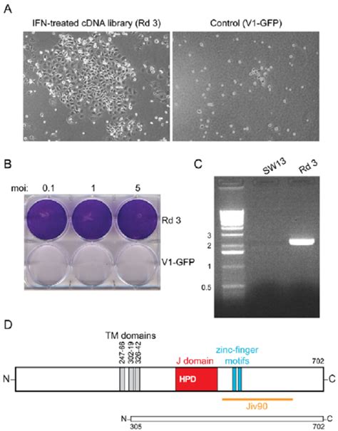 Dnajc14 Confers Resistance To Yfv Induced Cell Death A Photographs 7