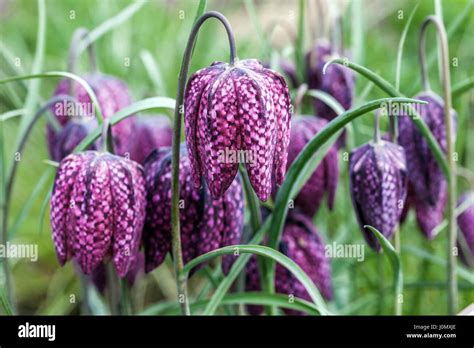 Purple Snakes Head Flowers Hi Res Stock Photography And Images Alamy