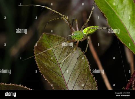 Green Lynx Spider Peusitya Jabalpurensis Satara Maharashtra India