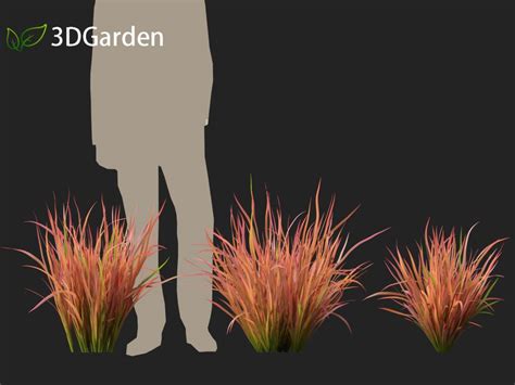 Imperata Cylindrica Red Baron Japanese Blood Grass D Model