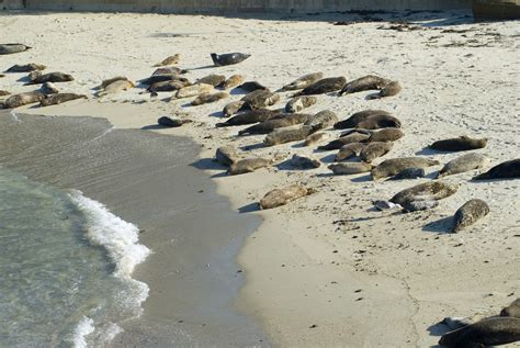 basking seal colony-4937 | Stockarch Free Stock Photo Archive