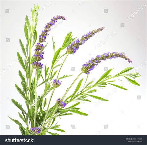 Lavender Plant Leaves