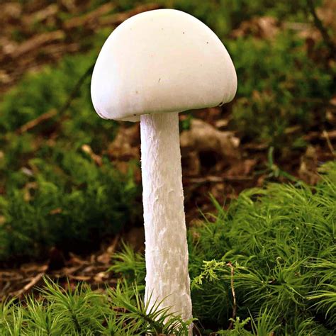 Poisonous Mushrooms - Mushroom Appreciation