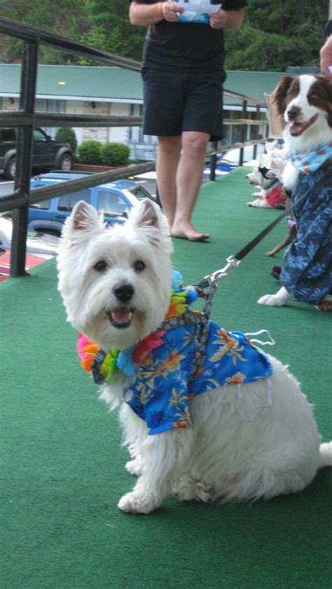 Westie M&G Part 4 – Westie Costume contest – PrestonSpeaks.com