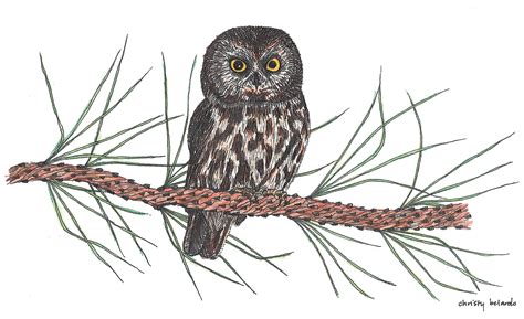 The Northern Saw-whet Owl: North America’s Smallest Owl