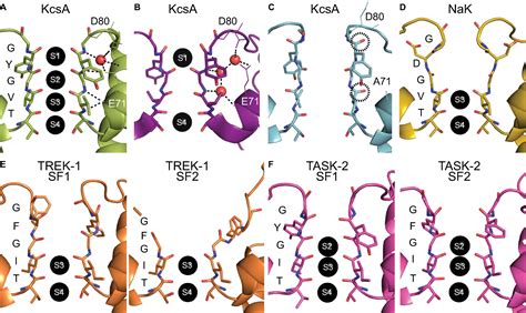 Frontiers Structural Plasticity Of The Selectivity Filter In Cation